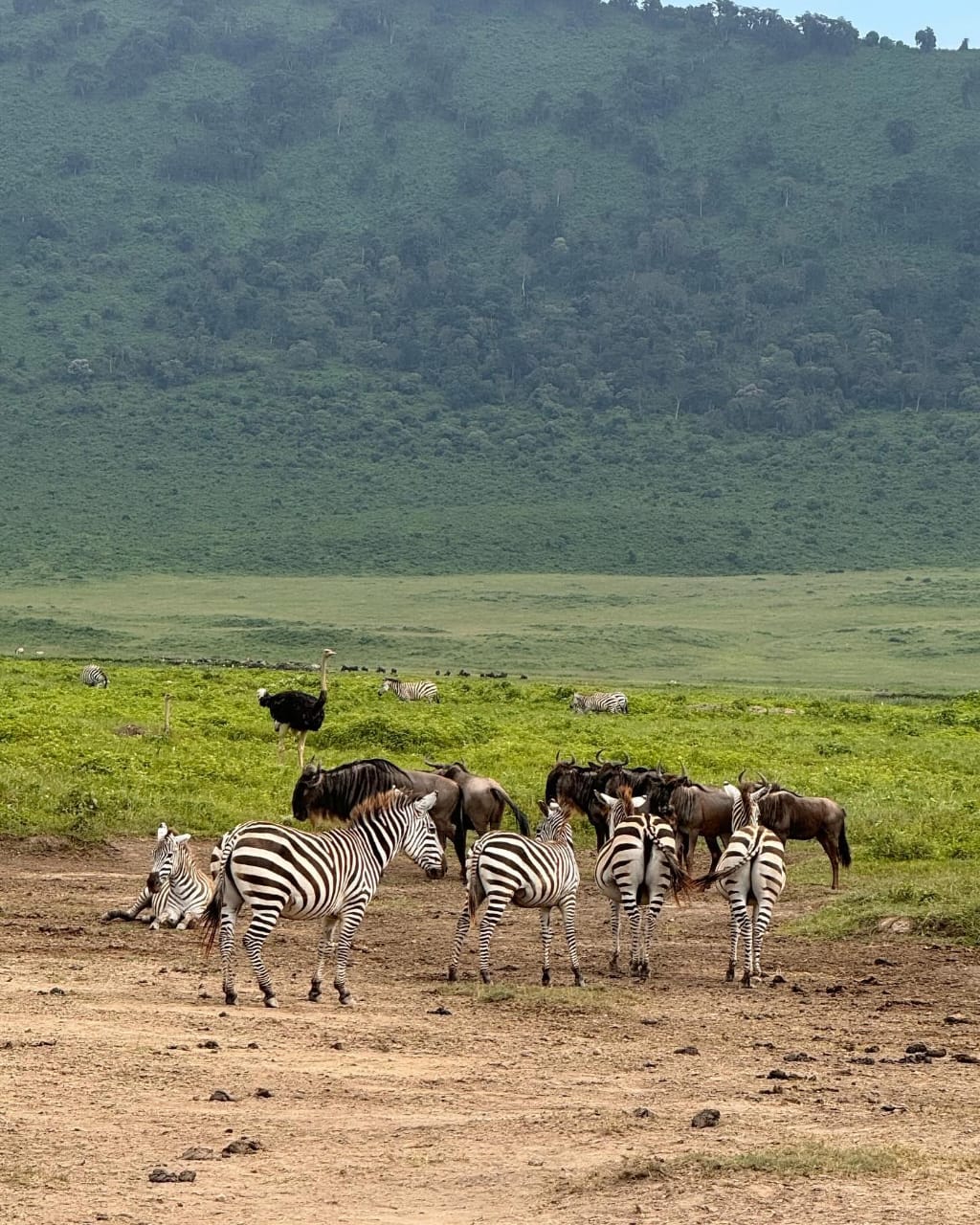 Uganda Wildlife Safari with lions, elephants, giraffes and hippos in Murchison Falls and Queen Elizabeth National Park
