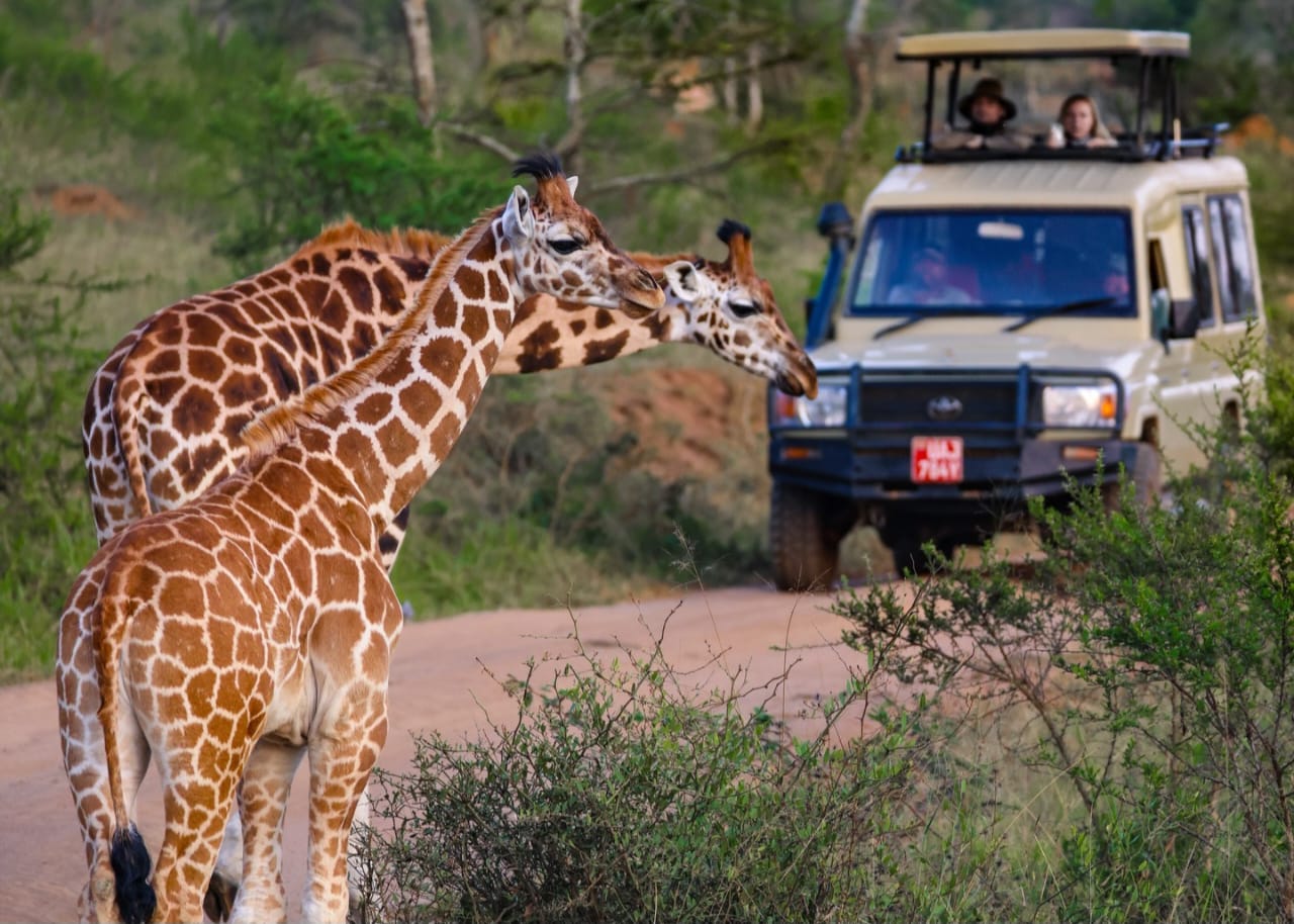 Tourists watching giraffes from a 4x4 safari vehicle during a Tanzania wildlife safari with Nelwen Tours & Safaris.