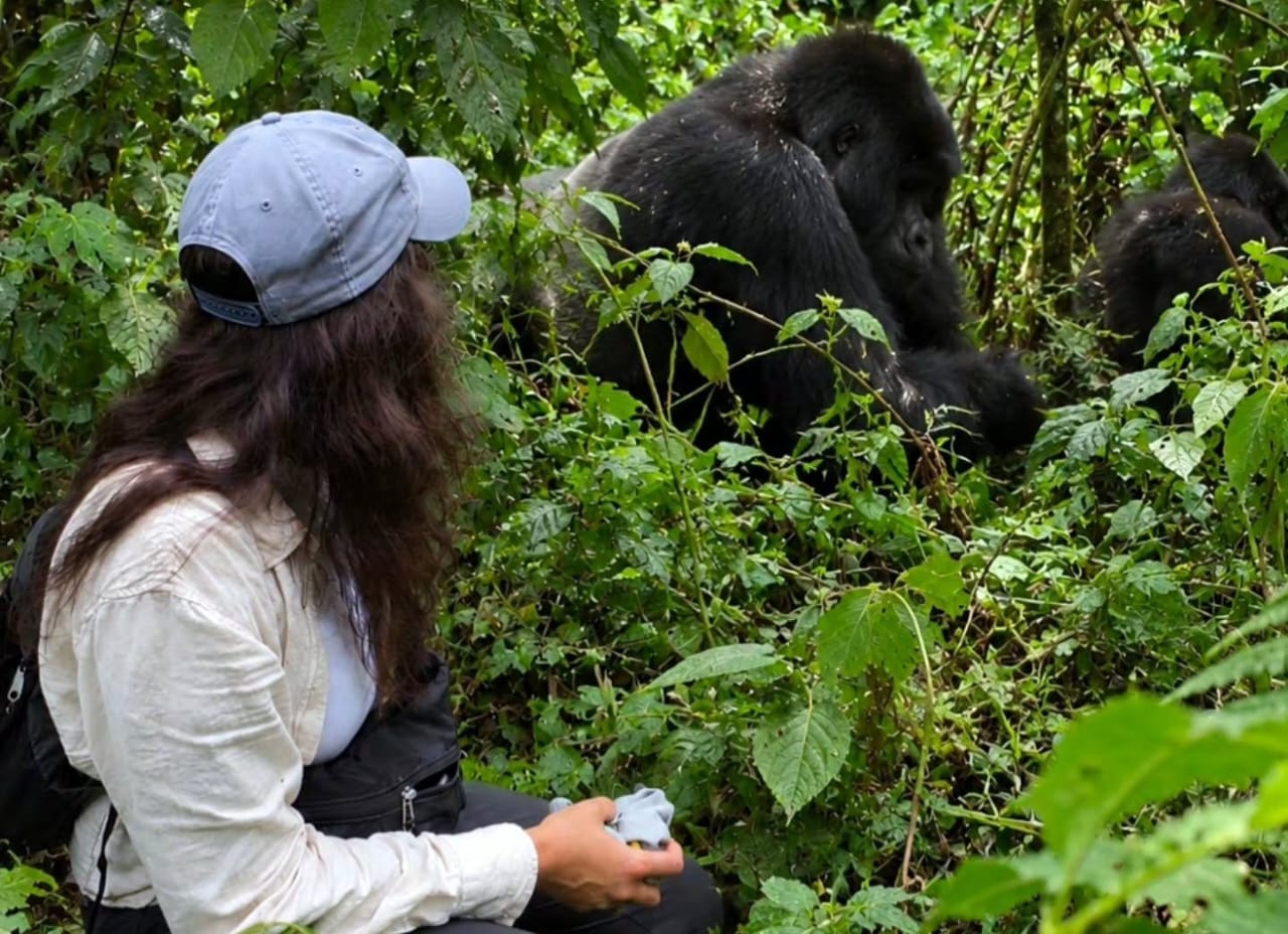 Tourist Looking at a Mountain Gorilla Up Close During Uganda Gorilla Trekking Safari in Bwindi Impenetrable.