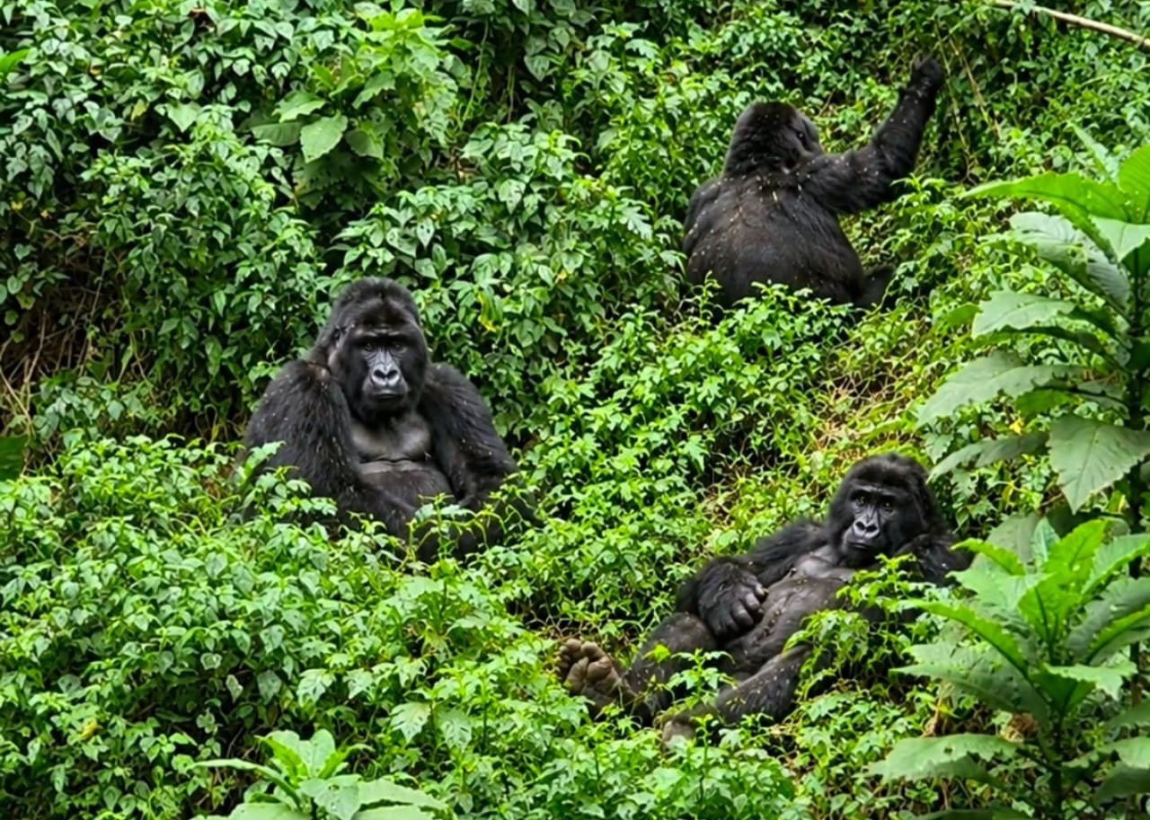 Mountain Gorillas Relaxing in Their Natural Habitat During a Uganda Gorilla Trekking Safari.