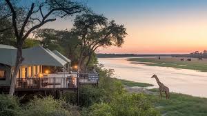 Giraffe standing near hotel in African safari lodge